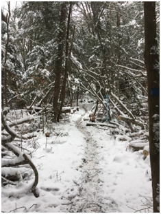 Snow Trail